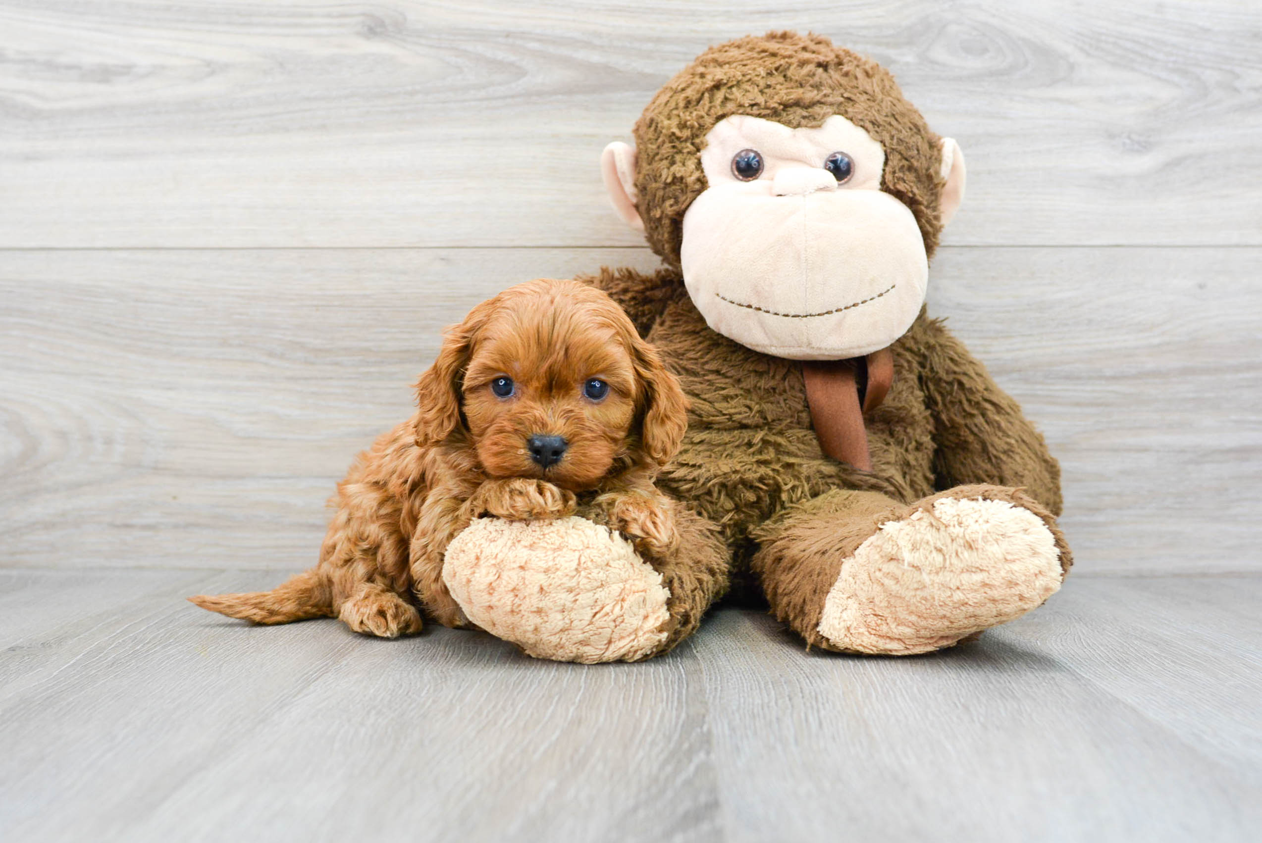 Smart Cavapoo Loki: 4lb 5oz Doodle Puppy