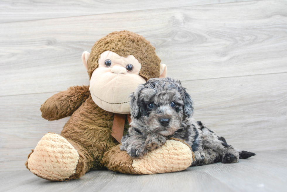 Cute Cavapoo Baby