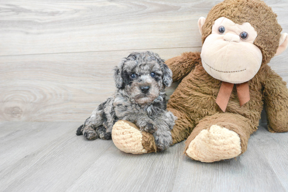 Cavapoo Pup Being Cute