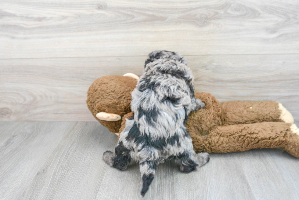 Cavapoo Pup Being Cute