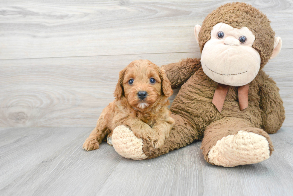 Cavapoo Pup Being Cute