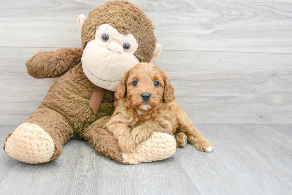 Little Cavoodle Poodle Mix Puppy