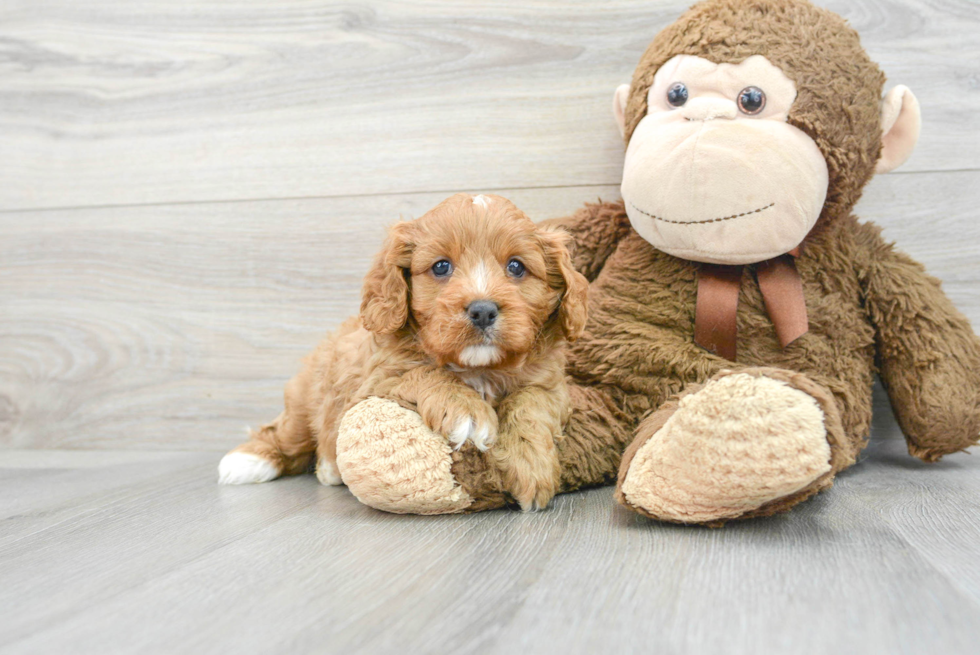 Best Cavapoo Baby