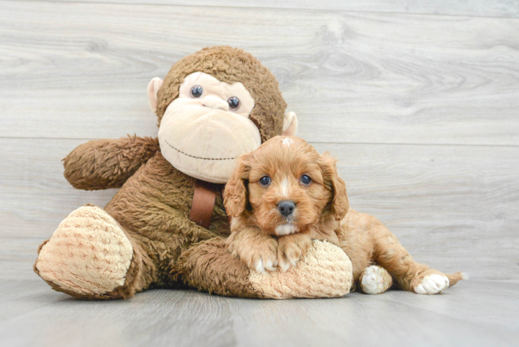 Best Cavapoo Baby