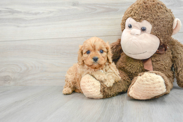 Funny Cavapoo Poodle Mix Pup