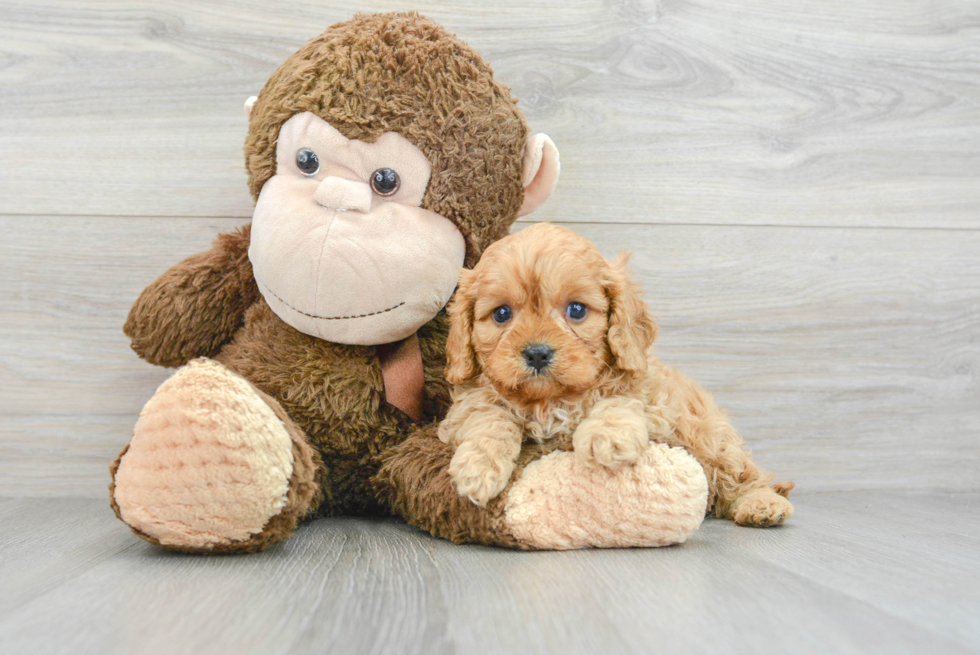 Cavapoo Puppy for Adoption