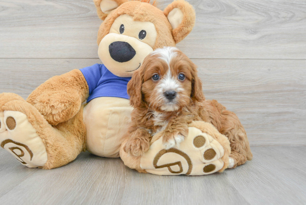 Cavapoo Puppy for Adoption