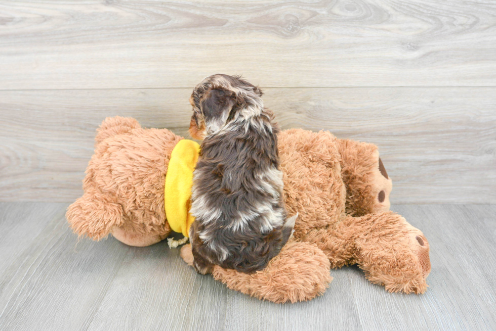Small Cavapoo Baby