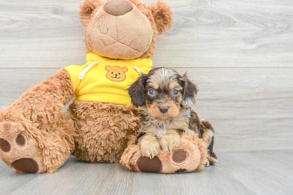 Petite Cavapoo Poodle Mix Pup