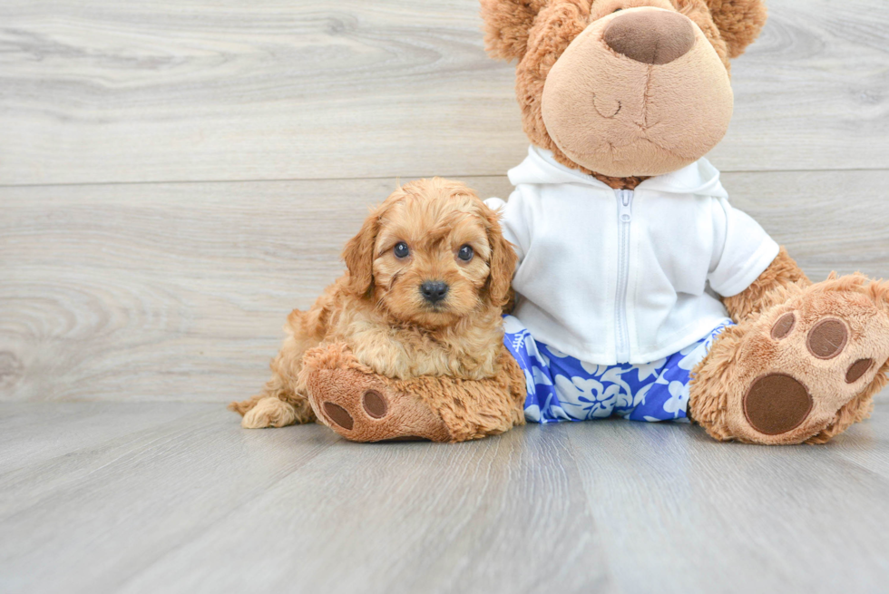 Cavapoo Pup Being Cute