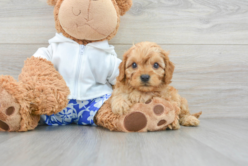 Funny Cavapoo Poodle Mix Pup