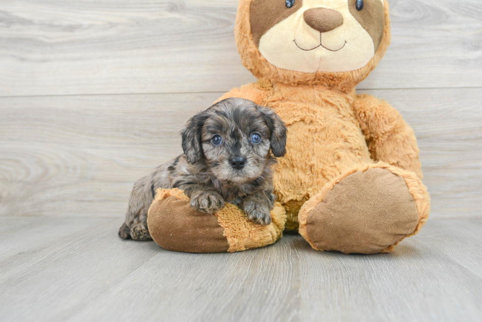 Popular Cavapoo Poodle Mix Pup