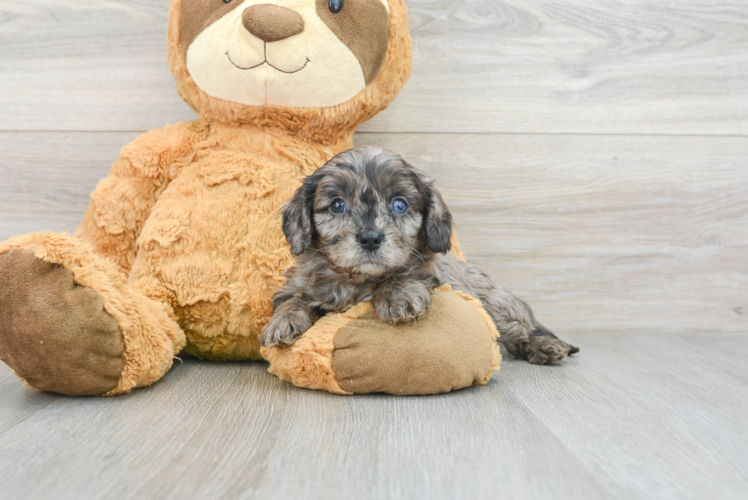 Cavapoo Pup Being Cute