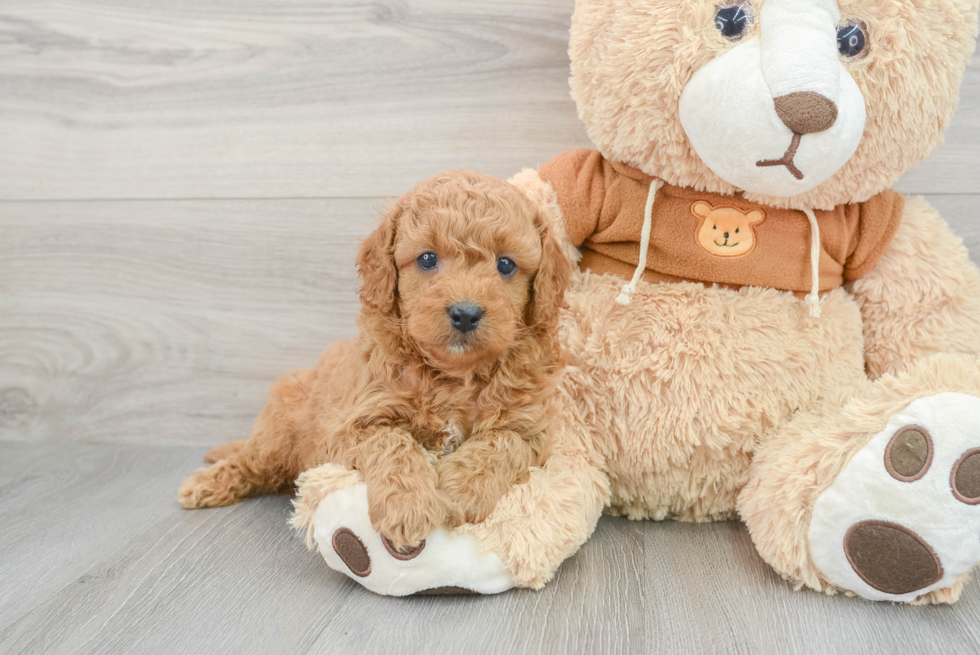 Small Cavapoo Baby