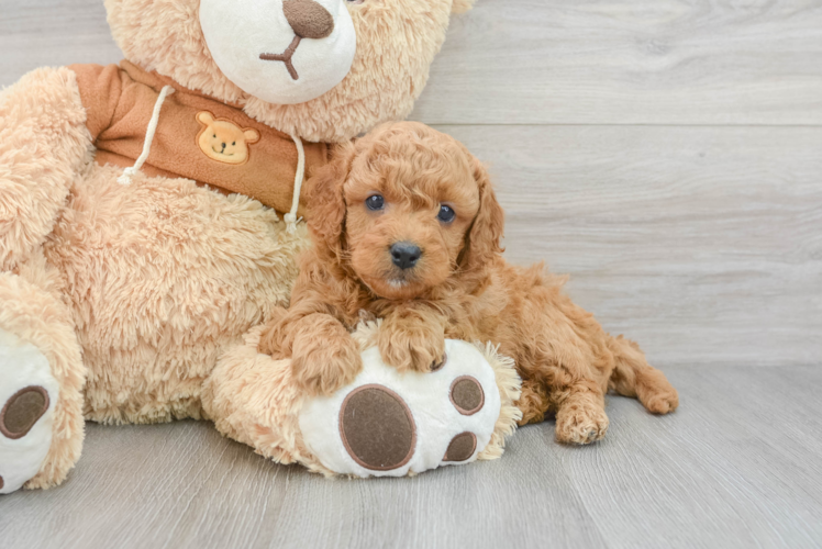 Little Cavoodle Poodle Mix Puppy