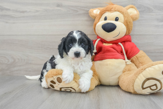 Adorable Cavoodle Poodle Mix Puppy