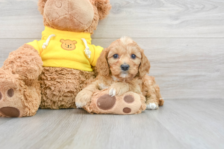 Best Cavapoo Baby