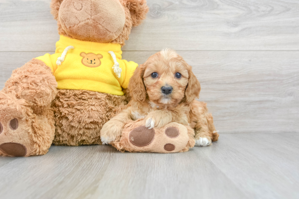 Best Cavapoo Baby