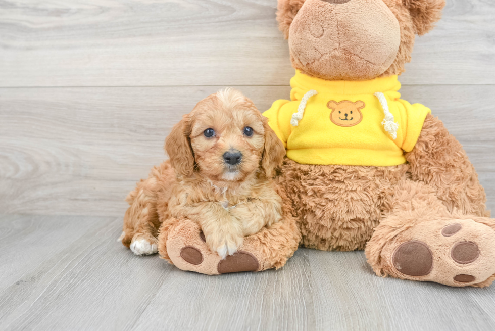 Cavapoo Pup Being Cute