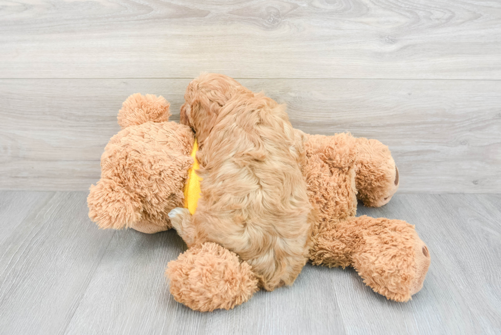 Cavapoo Puppy for Adoption