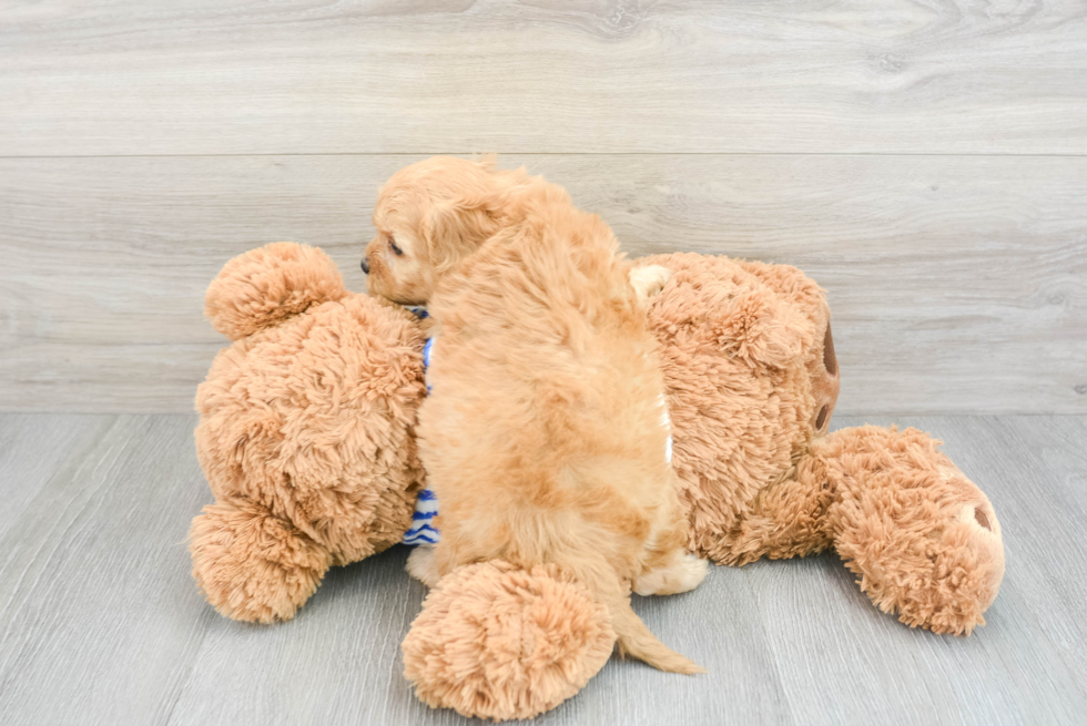 Cavapoo Puppy for Adoption
