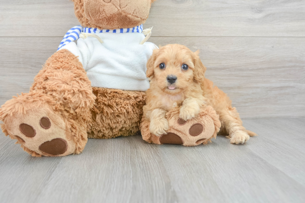 Cavapoo Pup Being Cute