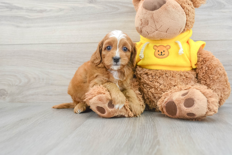 Funny Cavapoo Poodle Mix Pup