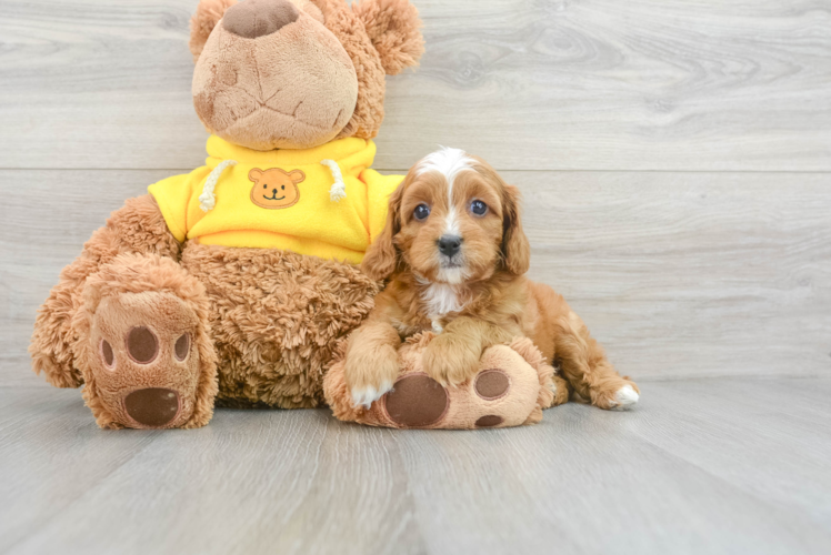 Cavapoo Puppy for Adoption