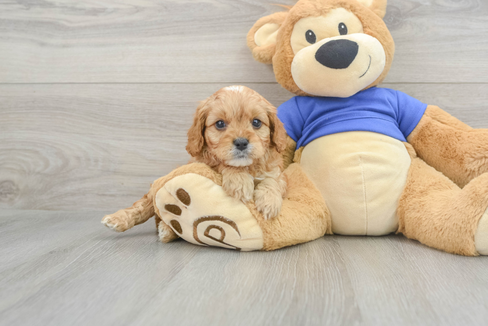 Friendly Cavapoo Baby