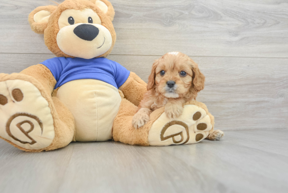 Cavapoo Puppy for Adoption