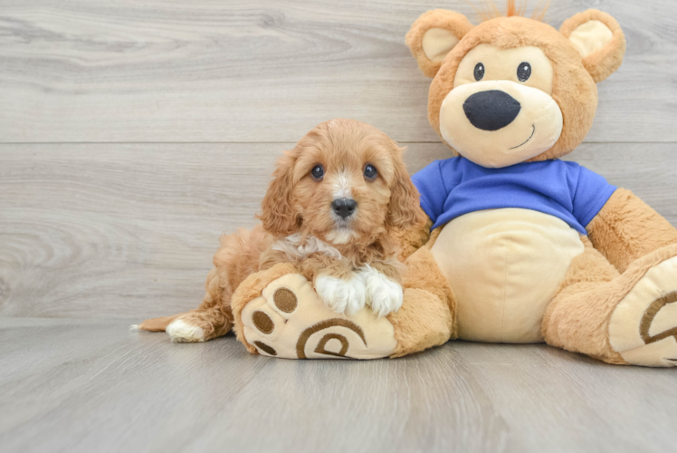 Small Cavapoo Baby