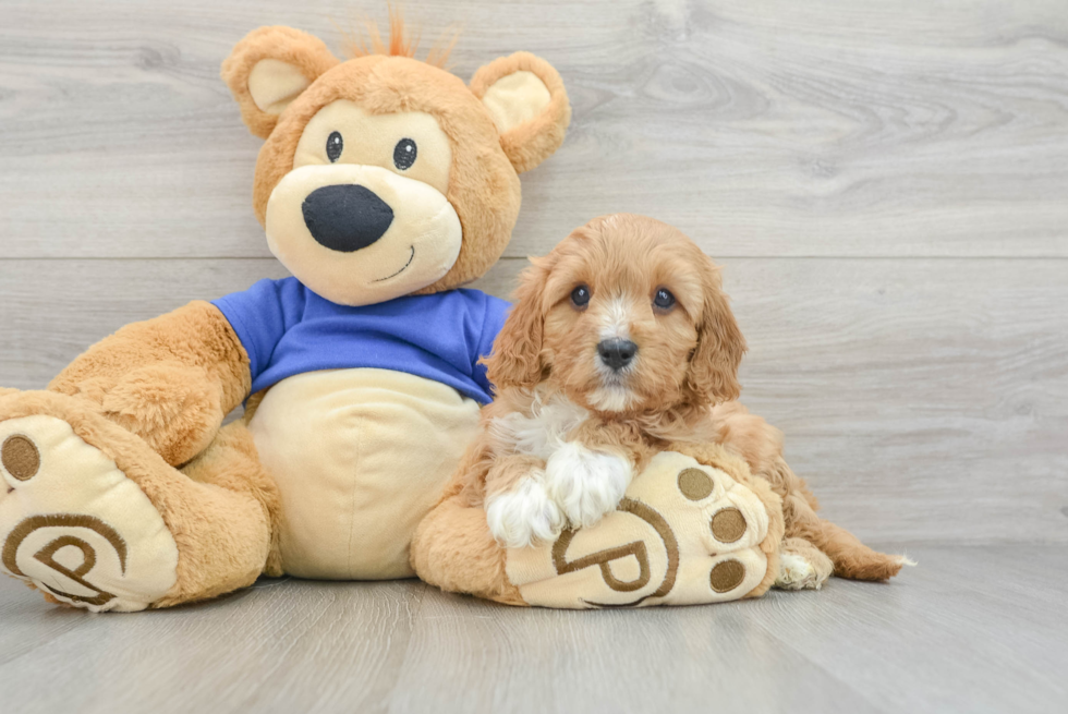 Happy Cavapoo Baby