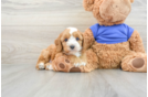 Best Cavapoo Baby