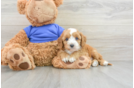 Best Cavapoo Baby