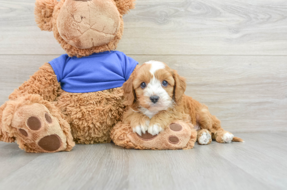 7 week old Cavapoo Puppy For Sale - Premier Pups