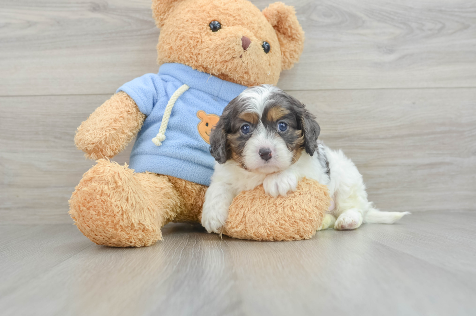 6 week old Cavapoo Puppy For Sale - Premier Pups