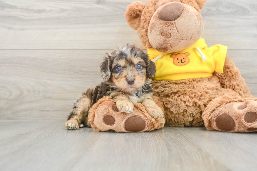 Sweet Cavapoo Baby