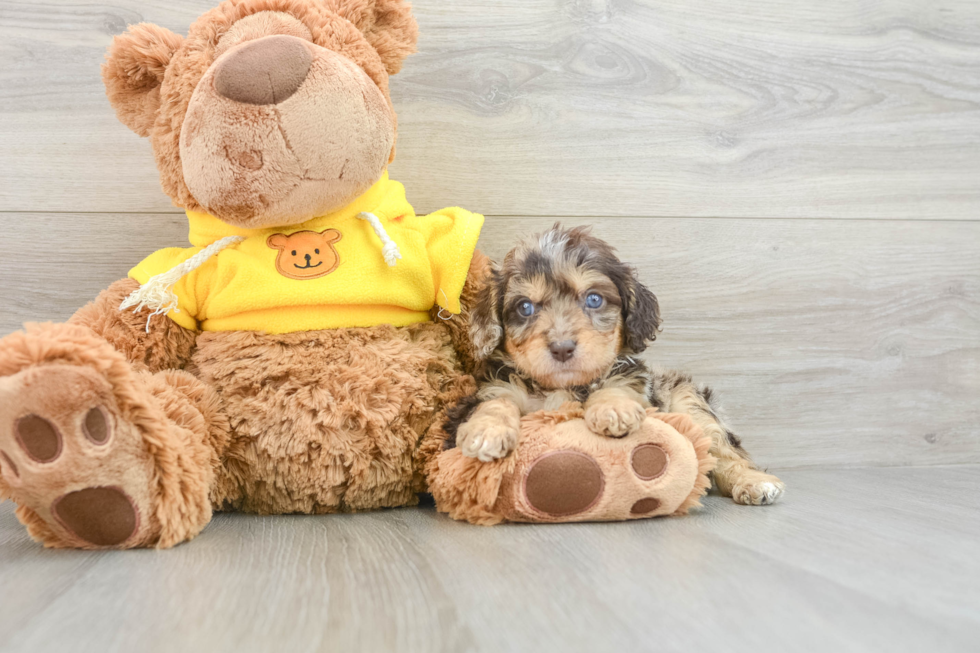 Small Cavapoo Baby