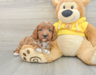 8 week old Cavapoo Puppy For Sale - Premier Pups