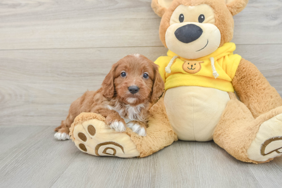 Best Cavapoo Baby