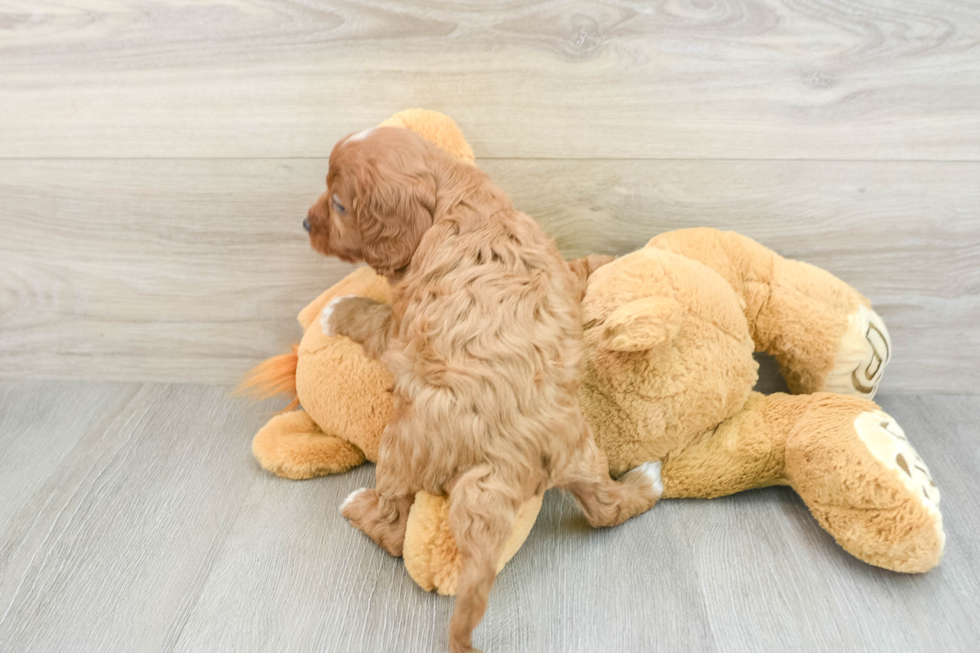 Friendly Cavapoo Baby