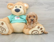 7 week old Cavapoo Puppy For Sale - Premier Pups