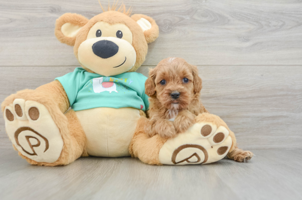 6 week old Cavapoo Puppy For Sale - Premier Pups