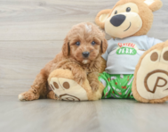 8 week old Cavapoo Puppy For Sale - Premier Pups