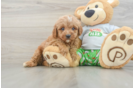 Cavapoo Pup Being Cute