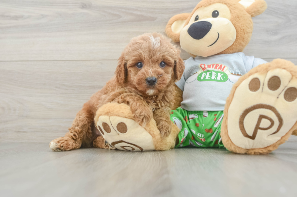 6 week old Cavapoo Puppy For Sale - Premier Pups