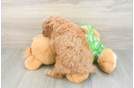 Small Cavapoo Baby