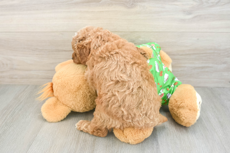 Small Cavapoo Baby