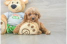 Cavapoo Puppy for Adoption