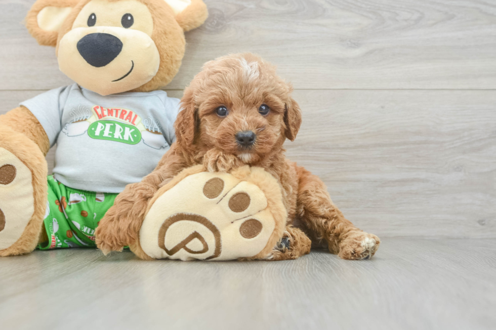Cavapoo Puppy for Adoption